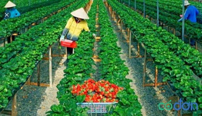 Sản phẩm nông nghiệp