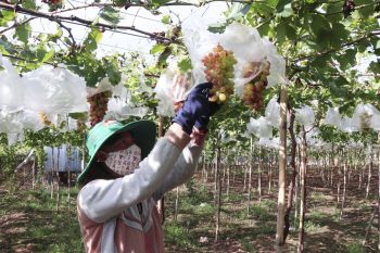 Mô hình liên kết sản xuất, tiêu thụ sản phẩm nông nghiệp theo hình thức hợp đồng giữa doanh nghiệp và nông hộ